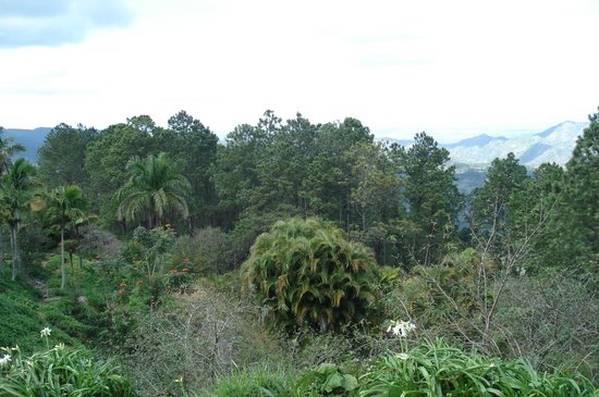 végétation Gran Piedra